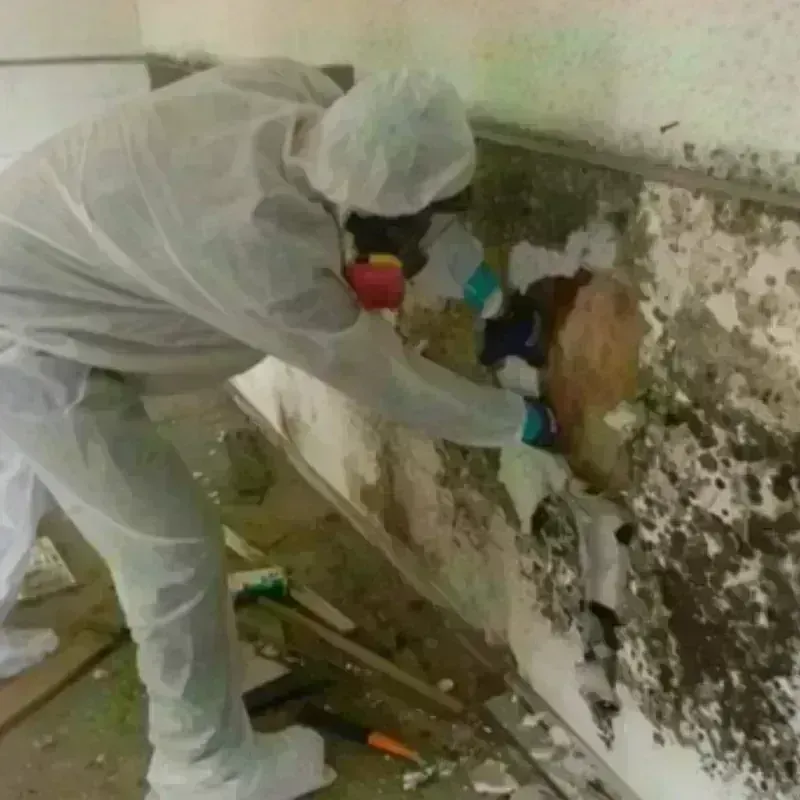 Mold Remediation and Removal in Fontana, CA